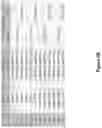 Fig. 20 - Altering Gene Expression in Modified T Cells and Uses Thereof