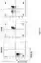 Fig. 40 - Altering Gene Expression in Modified T Cells and Uses Thereof