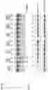 Fig. 09 - Artificial nucleases comprising engineered cleavage half-domains