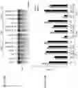Fig. 11 - Artificial nucleases comprising engineered cleavage half-domains