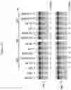 Fig. 12 - Artificial nucleases comprising engineered cleavage half-domains