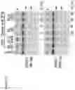 Fig. 14 - Artificial nucleases comprising engineered cleavage half-domains