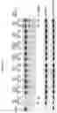 Fig. 16 - Artificial nucleases comprising engineered cleavage half-domains
