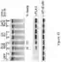 Fig. 18 - Artificial nucleases comprising engineered cleavage half-domains
