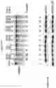 Fig. 22 - Artificial nucleases comprising engineered cleavage half-domains