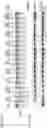 Fig. 23 - Artificial nucleases comprising engineered cleavage half-domains