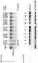 Fig. 24 - Artificial nucleases comprising engineered cleavage half-domains