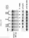 Fig. 25 - Artificial nucleases comprising engineered cleavage half-domains
