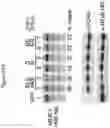 Fig. 26 - Artificial nucleases comprising engineered cleavage half-domains