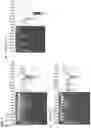 Fig. 05 - MATERIALS AND METHODS FOR REDUCING NUCLEIC ACID DEGRADATION IN BACTERIA