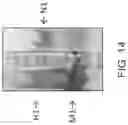 Fig. 15 - Yeast-Based Oral Vaccination