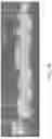 Fig. 17 - Yeast-Based Oral Vaccination