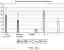 Fig. 23 - Yeast-Based Oral Vaccination