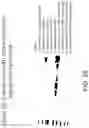 Fig. 29 - Yeast-Based Oral Vaccination