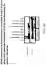 Fig. 31 - Yeast-Based Oral Vaccination
