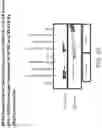 Fig. 32 - Yeast-Based Oral Vaccination