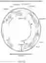 Fig. 34 - Yeast-Based Oral Vaccination