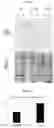 Fig. 22 - Targeting Nuclear-Encoded Recombinant Proteins to the Chloroplast in Microalgae