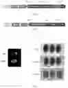 Fig. 02 - Polypeptide and nucleic acid capable of changing amylose content (ac) in plant, and use thereof