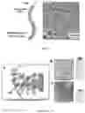 Fig. 02 - CANCER IMMUNOTHERAPY