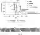 Fig. 11 - CANCER IMMUNOTHERAPY