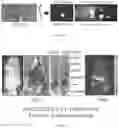 Fig. 17 - CANCER IMMUNOTHERAPY