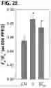 Fig. 05 - METHODS OF ENHANCING BIOMASS IN A PLANT THROUGH STIMULATION OF RUBP REGENERATION AND ELECTRON TRANSPORT