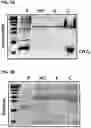 Fig. 08 - METHODS OF ENHANCING BIOMASS IN A PLANT THROUGH STIMULATION OF RUBP REGENERATION AND ELECTRON TRANSPORT