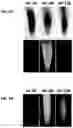 Fig. 03 - Engineered phosphoenolpyruvate carboxylase enzymes