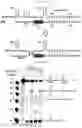 Fig. 04 - IMPROVED TRANSPOSON INSERTION SITES AND USES THEREOF