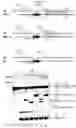 Fig. 06 - IMPROVED TRANSPOSON INSERTION SITES AND USES THEREOF