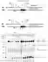 Fig. 07 - IMPROVED TRANSPOSON INSERTION SITES AND USES THEREOF