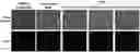 Fig. 01 - METHOD FOR TRANSFECTION INTO CARDIOMYOCYTES USING CATIONIC LIPID