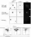Fig. 08 - CELL PENETRATING TRANSPOSASE