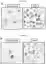 Fig. 11 - CELL PENETRATING TRANSPOSASE