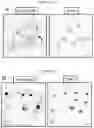 Fig. 12 - CELL PENETRATING TRANSPOSASE