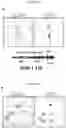Fig. 13 - CELL PENETRATING TRANSPOSASE