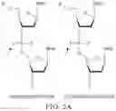 Fig. 03 - IMPROVED PROCESS FOR INTEGRATION OF DNA CONSTRUCTS USING RNA-GUIDED ENDONUCLEASES