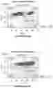 Fig. 06 - IMPROVED PROCESS FOR INTEGRATION OF DNA CONSTRUCTS USING RNA-GUIDED ENDONUCLEASES