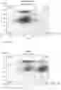 Fig. 16 - IMPROVED PROCESS FOR INTEGRATION OF DNA CONSTRUCTS USING RNA-GUIDED ENDONUCLEASES