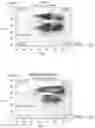 Fig. 21 - IMPROVED PROCESS FOR INTEGRATION OF DNA CONSTRUCTS USING RNA-GUIDED ENDONUCLEASES