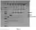 Fig. 05 - COMPOSITIONS AND METHODS FOR RNA-ENCODED DNA-REPLACEMENT OF ALLELES
