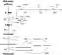 Fig. 01 - Engineered cells for production of indole-derivatives