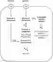 Fig. 01 - FERMENTATIVE PRODUCTION OF CARBOHYDRATES BY MICROBIAL CELLS UTILIZING A MIXED FEEDSTOCK