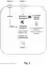 Fig. 04 - FERMENTATIVE PRODUCTION OF CARBOHYDRATES BY MICROBIAL CELLS UTILIZING A MIXED FEEDSTOCK