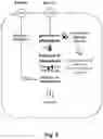 Fig. 09 - FERMENTATIVE PRODUCTION OF CARBOHYDRATES BY MICROBIAL CELLS UTILIZING A MIXED FEEDSTOCK