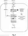 Fig. 10 - FERMENTATIVE PRODUCTION OF CARBOHYDRATES BY MICROBIAL CELLS UTILIZING A MIXED FEEDSTOCK