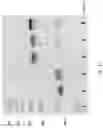 Fig. 18 - COMPOSITIONS AND METHODS FOR TEMPLATE-FREE GEOMETRIC ENZYMATIC NUCLEIC ACID SYNTHESIS