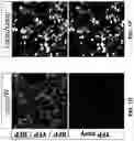 Fig. 09 - HIGH-EFFICIENCY RECONSTITUTION OF RNA MOLECULES