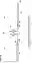 Fig. 21 - HIGH-EFFICIENCY RECONSTITUTION OF RNA MOLECULES